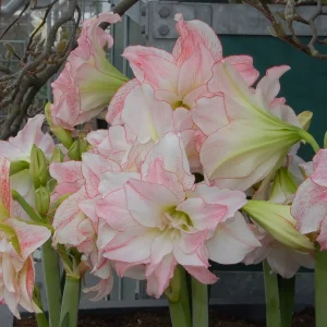 Amaryllis 'Aphrodite'