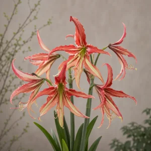 Amaryllis 'La Paz'