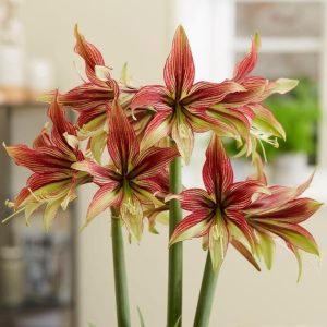Amaryllis 'Mystica'