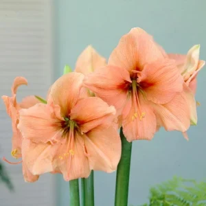 Amaryllis 'Rilona'