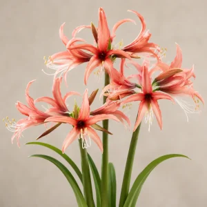 Amaryllis 'Rose Cybister'