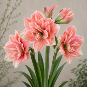 Amaryllis 'Pink Glory'®